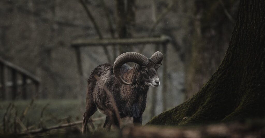 Black ram with curvy horns walking near tree on gray autumn day in countryside