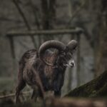 Black ram with curvy horns walking near tree on gray autumn day in countryside