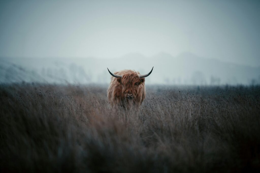 Lone highland cattle grazing in a misty field during early morning.