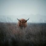 Lone highland cattle grazing in a misty field during early morning.